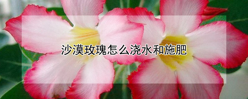 沙漠玫瑰怎么浇水和施肥 沙漠玫瑰怎么浇水和施肥视频