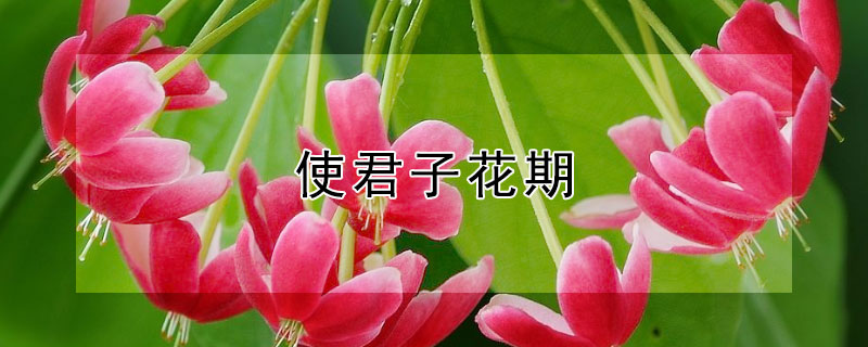 使君子花期 使君子花期广州