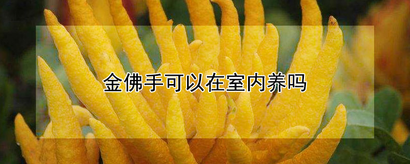 金佛手可以在室内养吗（金佛手在室内可以养吗北方）