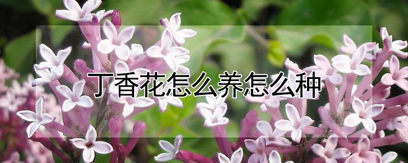 丁香花怎么养怎么种（丁香花怎么养怎么种才能开花）