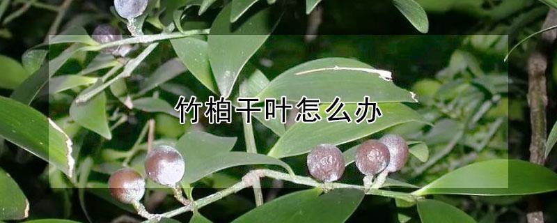 竹柏干叶怎么办 竹柏叶子卷起来干脆什么原因