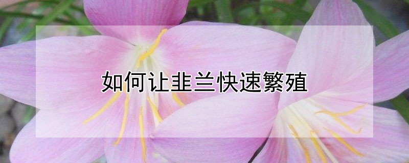 如何让韭兰快速繁殖 如何让韭兰快速繁殖起来