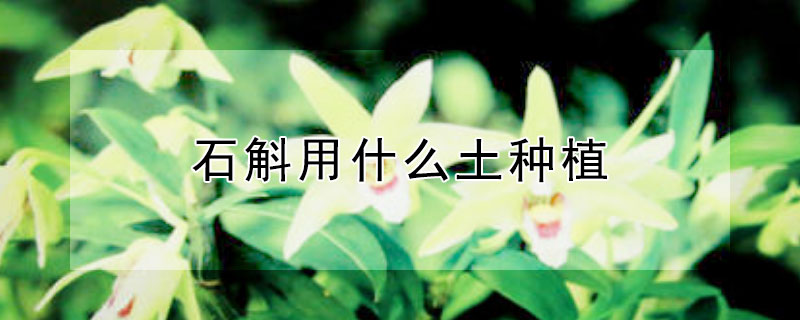 石斛用什么土种植（石斛用什么土种植最好）