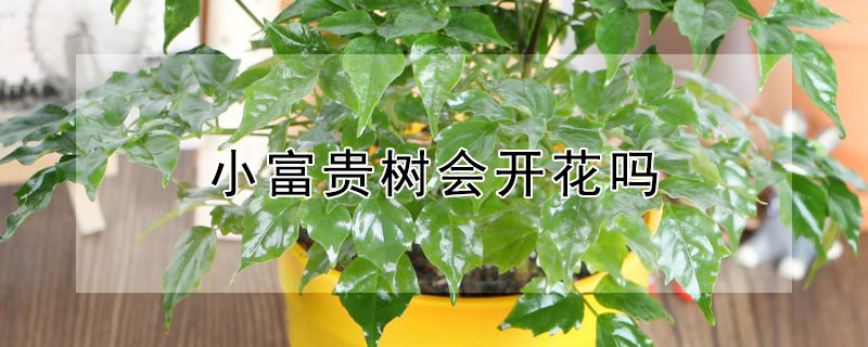 小富贵树会开花吗（小富贵树开花是什么征兆）