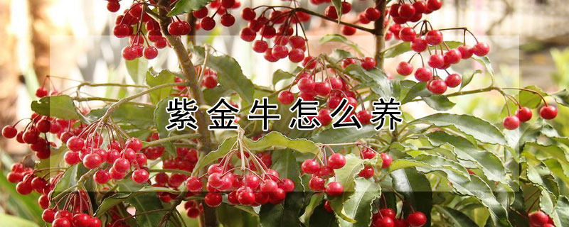紫金牛怎么养（紫金牛怎么养护和浇水）