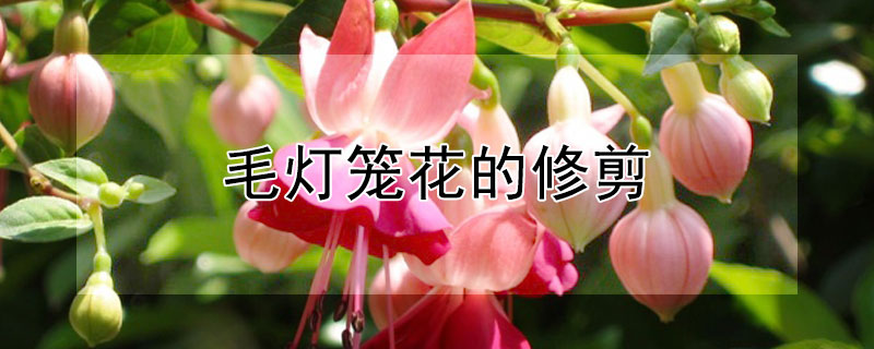毛灯笼花的修剪 毛灯笼怎么修剪