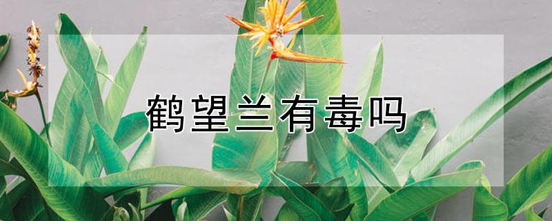 鹤望兰有毒吗 鹤望兰有毒吗 宠物