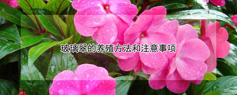 玻璃翠的养殖方法和注意事项（玻璃翠的养殖方法和注意事项 盆栽）
