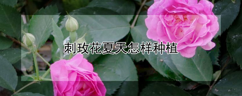 刺玫花夏天怎样种植（刺玫花夏天怎样种植视频）