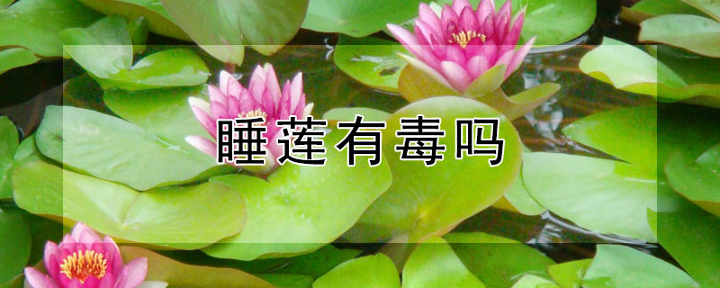 睡莲有毒吗 延药睡莲有毒吗
