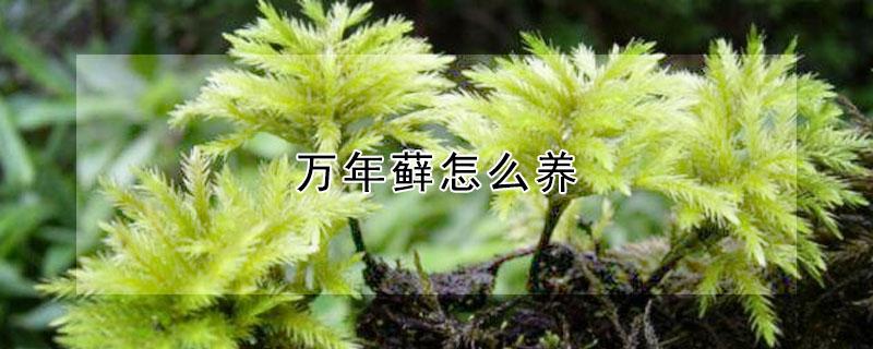 万年藓怎么养 万年藓怎么养殖方法