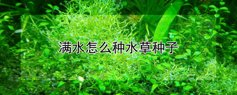 满水怎么种水草种子 满水怎么种水草种子图片