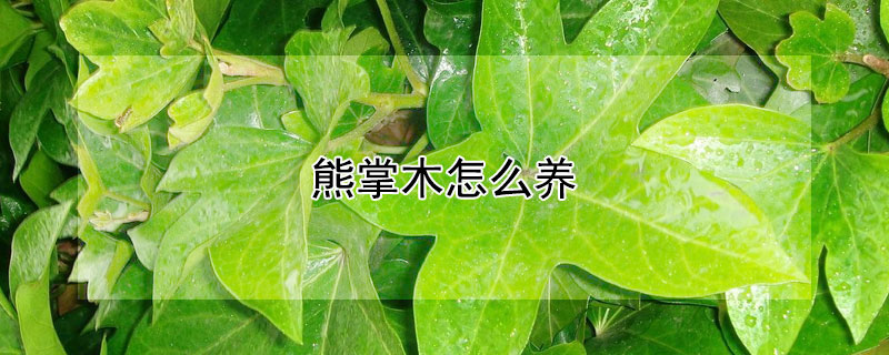 熊掌木怎么养 熊掌木怎么养护和管理
