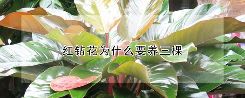红钻花为什么要养三棵 红钻花怎么养才会旺盛