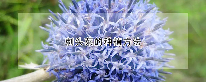 刺头菜的种植方法（刺头菜栽培技术）