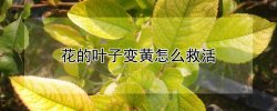花的叶子变黄怎么救活 枝枝花的叶子变黄怎么救活
