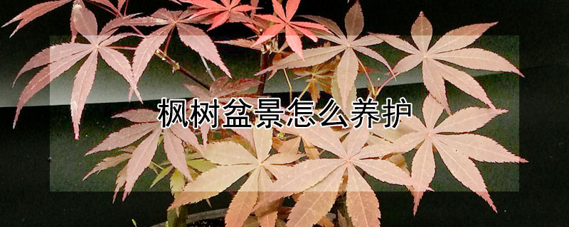 枫树盆景怎么养护（枫树盆景怎么养护视频）