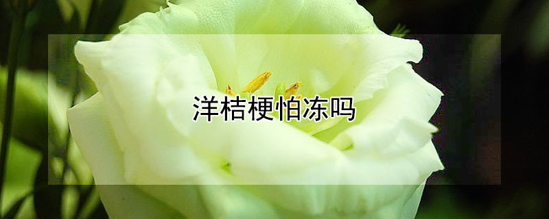洋桔梗怕冻吗 耐寒零下30度的庭院花