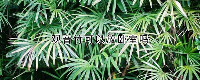 观音竹可以放卧室吗（观音竹能放卧室里吗）