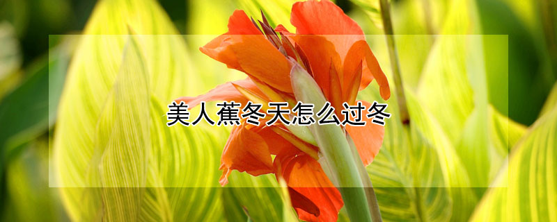 美人蕉冬天怎么过冬 美人蕉冬天怎么过冬天的
