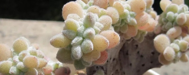 雪晃星缀化怎么养（雪晃星缀化用什么土种最好?）