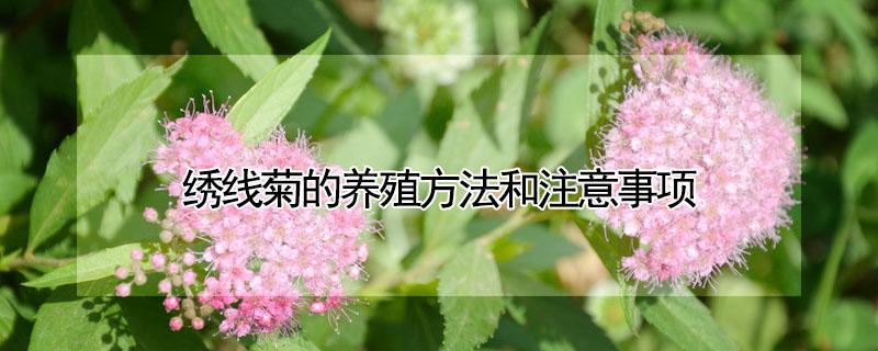 绣线菊的养殖方法和注意事项 黄金绣线菊的养殖方法和注意事项