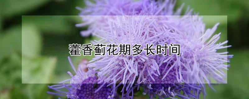 藿香蓟花期多长时间 藿香蓟开花时间