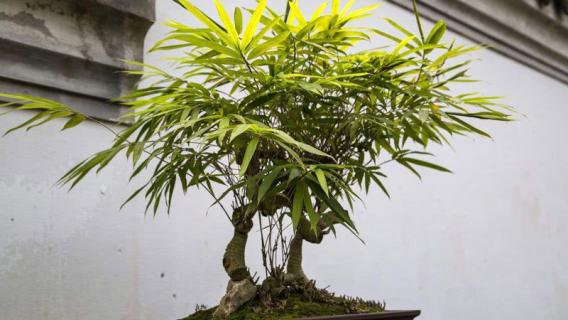 盆栽竹子的养殖方法和注意事项（盆栽竹子的养殖方法和注意事项视频）