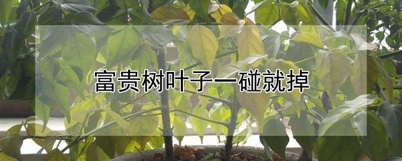 富贵树叶子一碰就掉 富贵树叶子一碰就掉,叶子发干怎么办