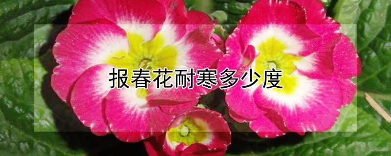 报春花耐寒多少度（报春花耐寒多少度开花）