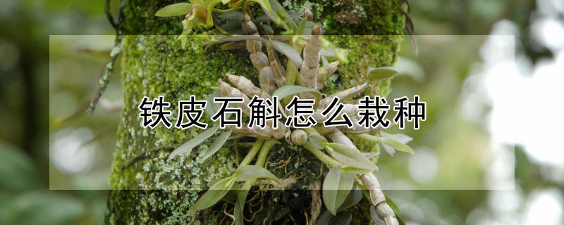 铁皮石斛怎么栽种（铁皮石斛怎么栽种方法）