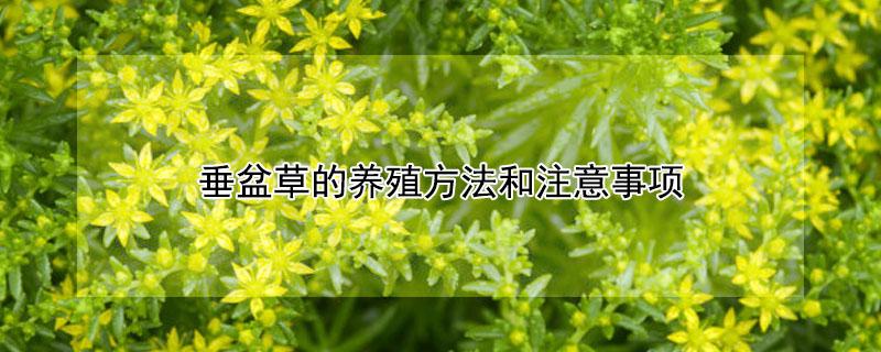 垂盆草的养殖方法和注意事项 垂盆草对肝脏的危害