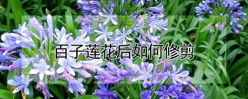 百子莲花后如何修剪（百子莲花后如何修剪图解）