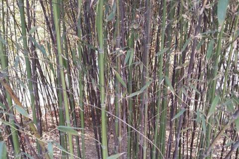 竹子养殖方法和注意事项盆栽