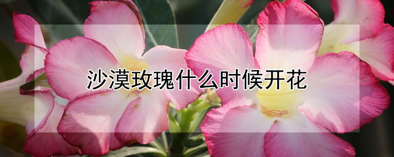 沙漠玫瑰什么时候开花（沙漠玫瑰什么时候开花,怎么养好它）