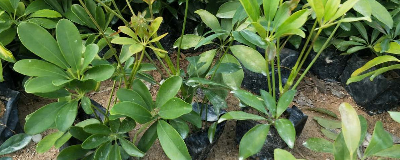 鸭脚木小苗怎移栽（移栽鸭脚木的方法和注意事项）