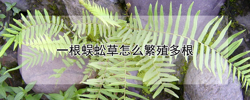 一根蜈蚣草怎么繁殖多根（一根蜈蚣草怎么繁殖多根的）