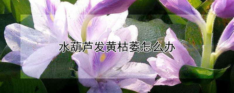 水葫芦发黄枯萎怎么办（水葫芦变黄是怎么回事）