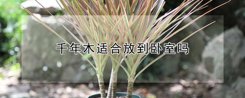千年木适合放到卧室吗 千年木适合放到卧室吗风水好吗