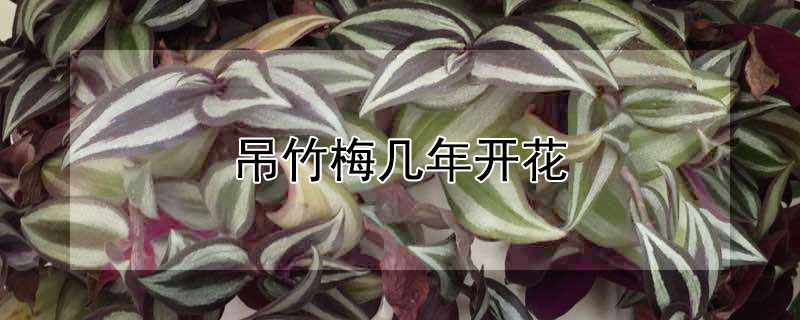吊竹梅几年开花（吊竹梅开花一年开几次图）