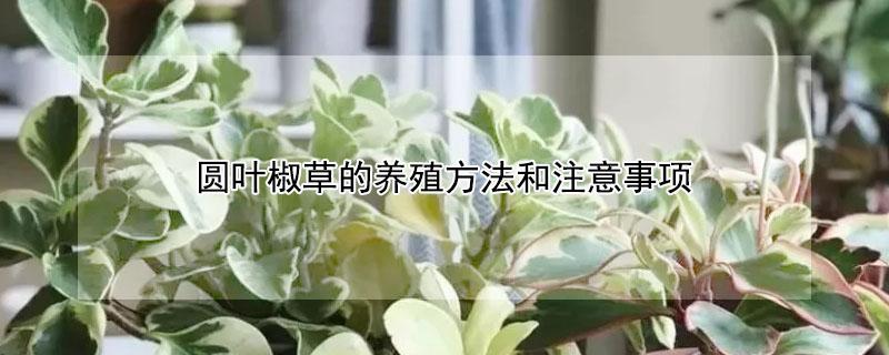 圆叶椒草的养殖方法和注意事项（圆叶椒草叶子发黄怎么办）