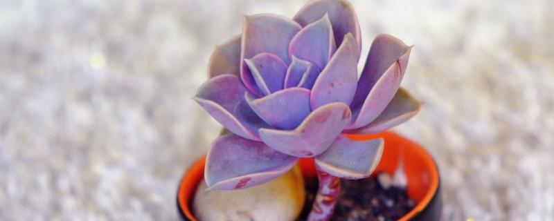紫珍珠不长侧芽怎么办（紫珍珠不长的原因）