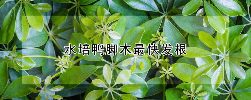 水培鸭脚木最快发根 水培鸭脚木怎么养