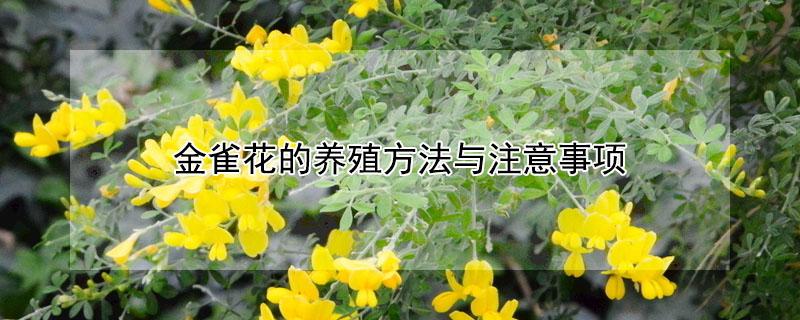 金雀花的养殖方法与注意事项 金雀花的养殖方法与注意事项视频