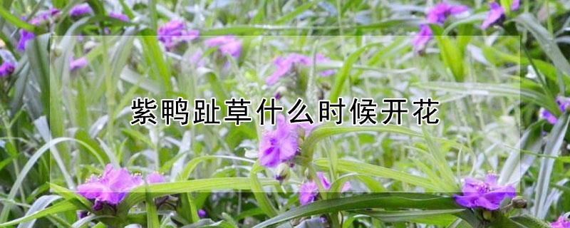 紫鸭趾草什么时候开花（紫鸭趾草叶下表皮制片图）
