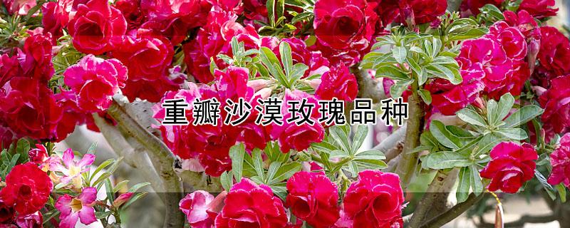 重瓣沙漠玫瑰品种（重瓣沙漠玫瑰品种大全）