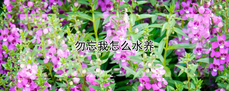 勿忘我怎么水养 勿忘我如何水养