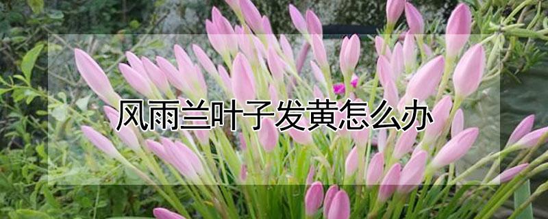风雨兰叶子发黄怎么办 风雨兰叶子发黄怎么办小妙招