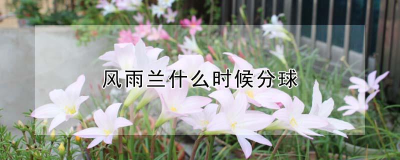 风雨兰什么时候分球（风雨兰什么时候分球开花）