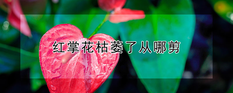 红掌花枯萎了从哪剪 红掌花枯萎了从哪剪枝